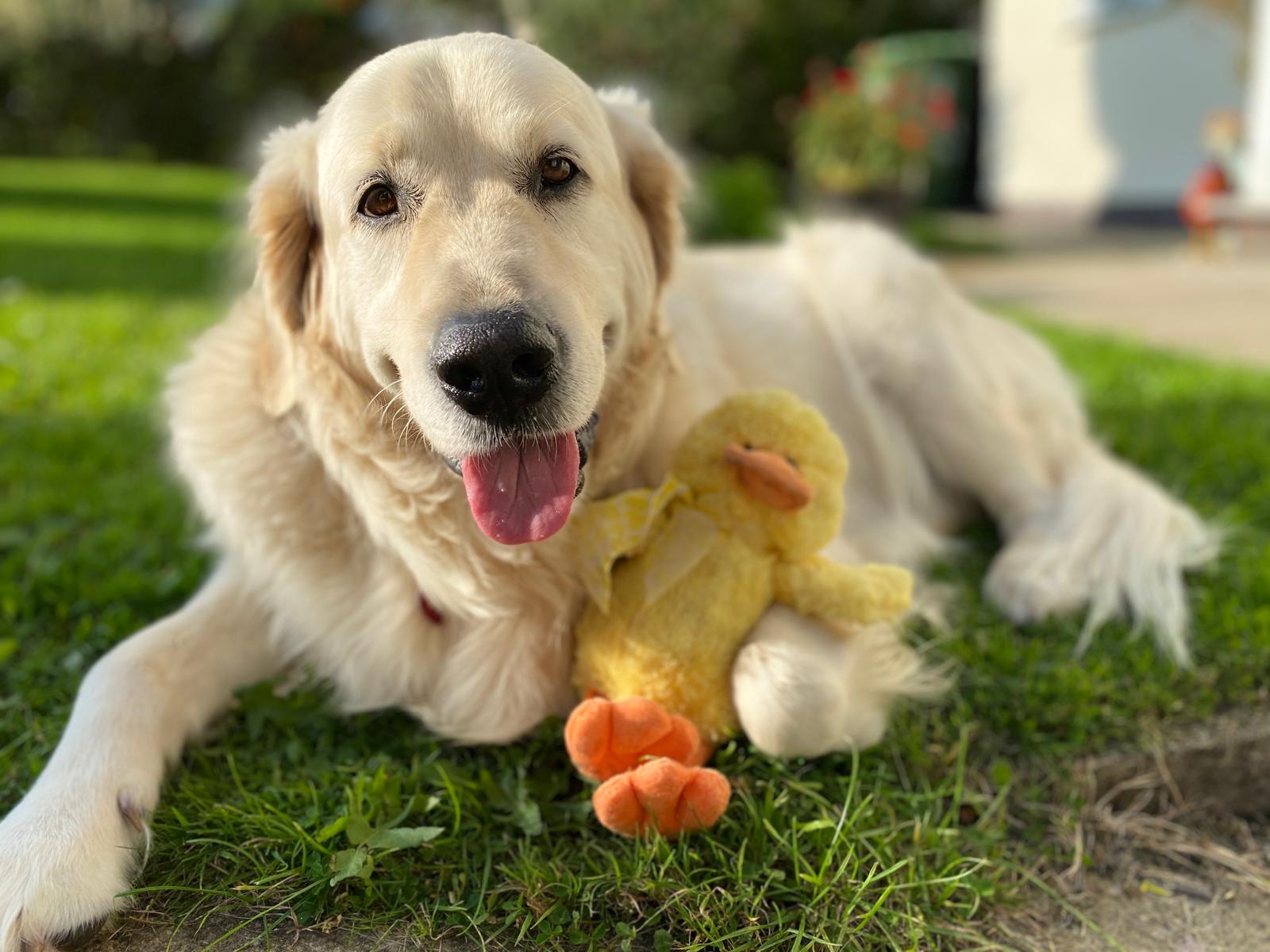 The Ultimate Guide to Dog Accessories Essentials for Comfort, Safety & Style