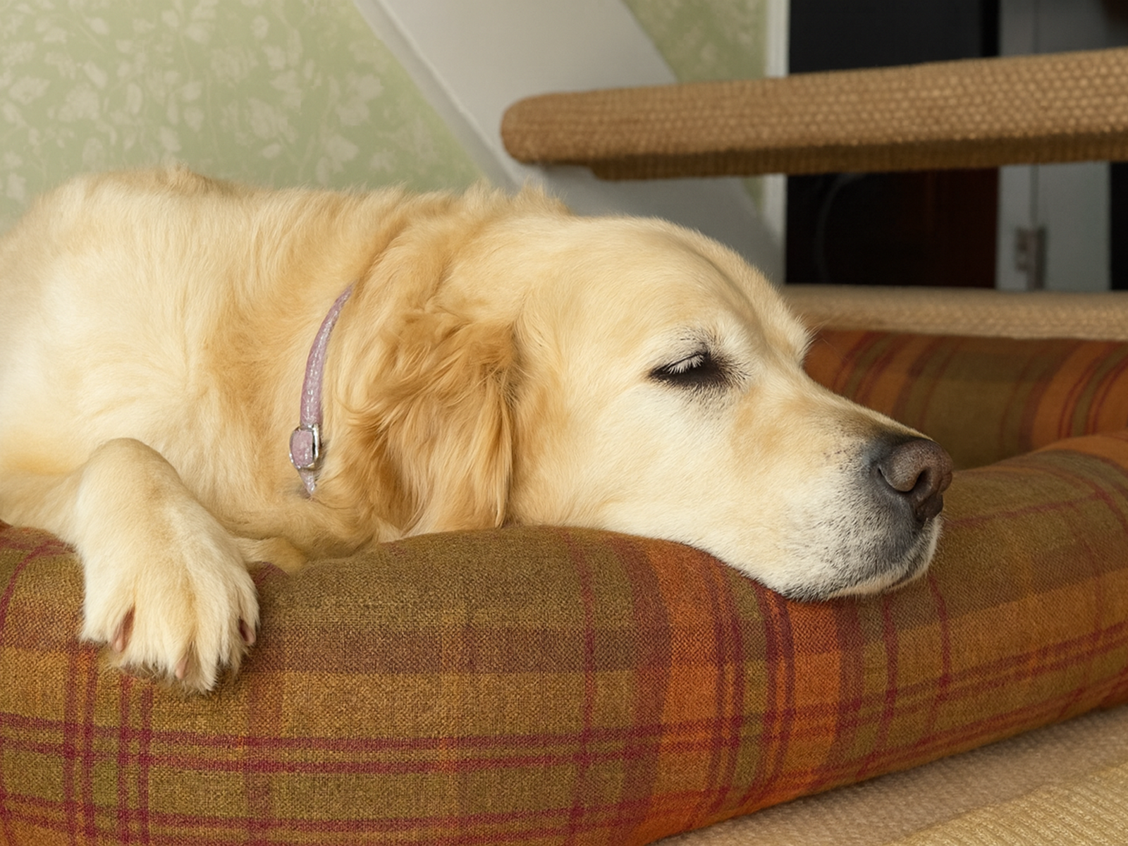 Pet-Luxury Orthopaedic Bolster Beds