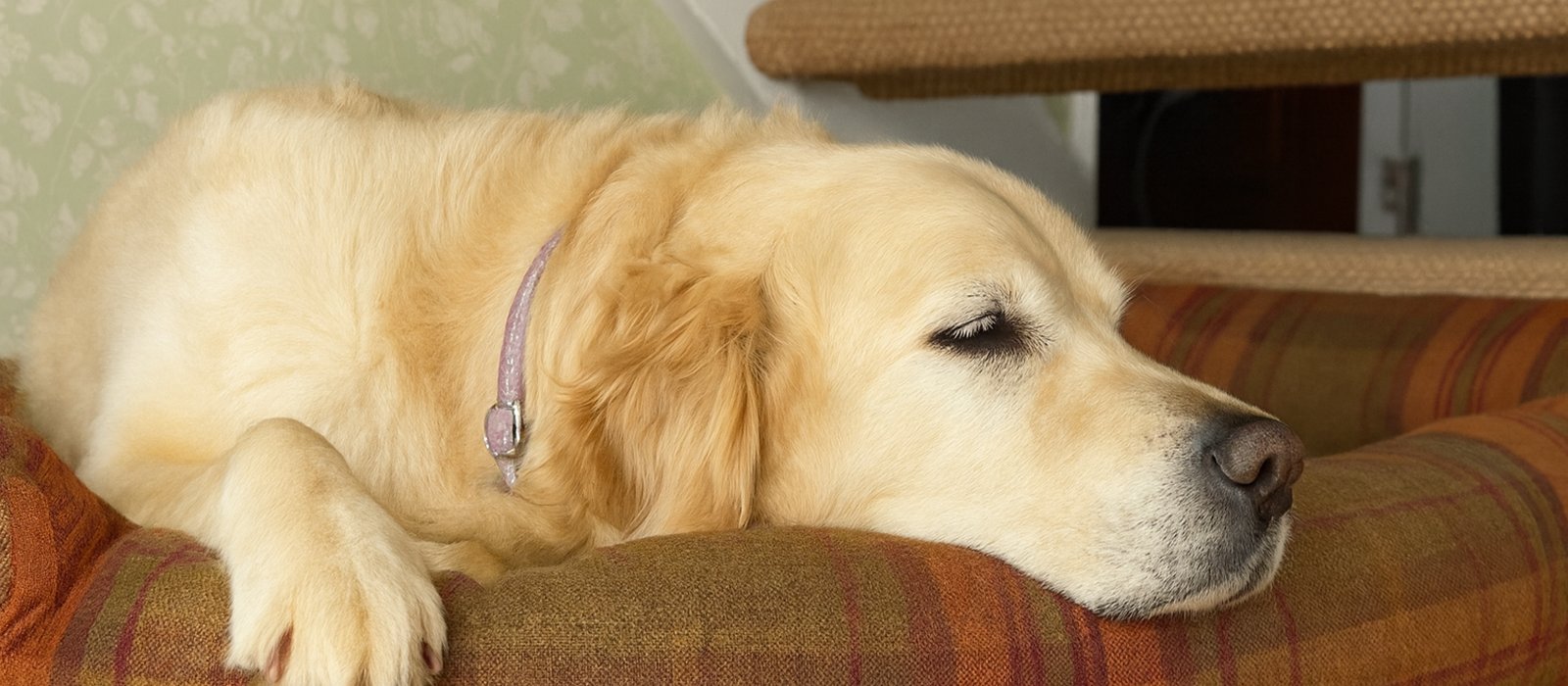 Orthopaedic Bolster Dog Beds